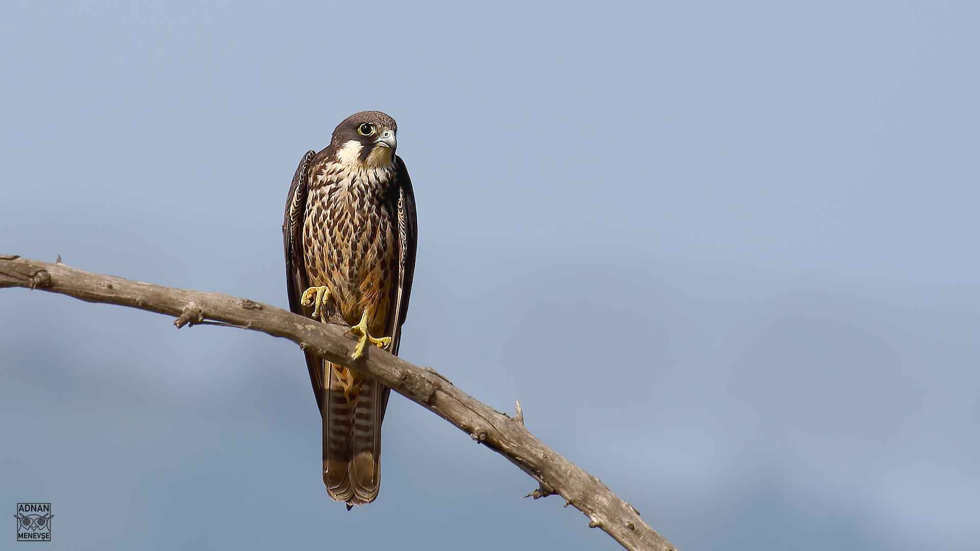 Eleonora's Falcon